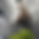 photo de waliss