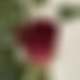 photo de playerbi